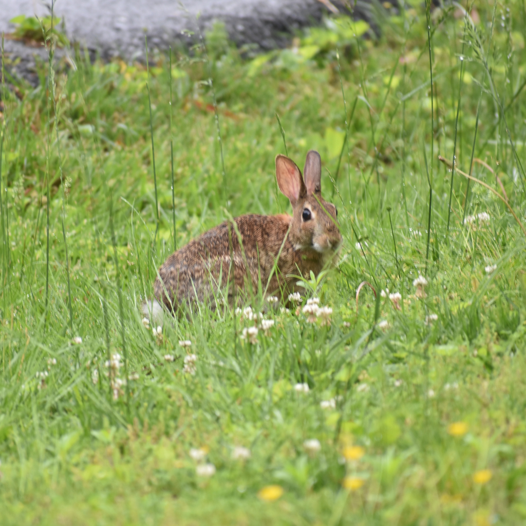 The Ethics of Animal Testing: Skin Irritation Test on Rabbits